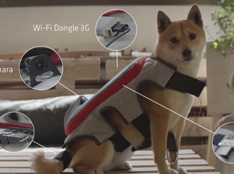 Criatividade x Cachorro